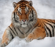 http://www.wallsave.com/wallpapers/640x480/wild-cats-tiger/137115/wild-cats-tiger-in-the-snow-and-images-137115.jpg